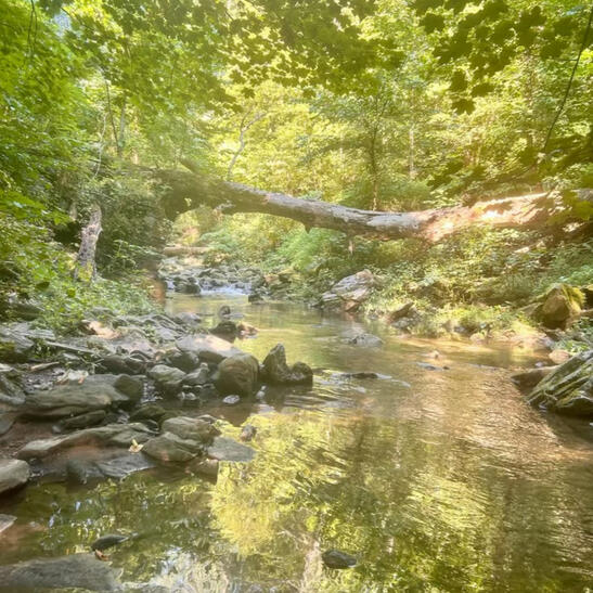 Ivy Leaves and Oak Trees - 2023